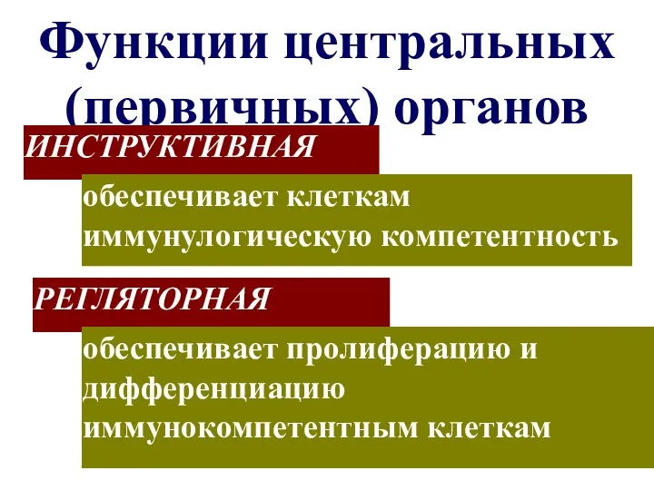 Функции центральных (первичных) органов ИНСТРУКТИВНАЯ обеспечивает клеткам иммунулогическую компетентность РЕГЛЯТОРНАЯ обеспечивает пролиферацию и дифференциацию иммунокомпетентным клеткам