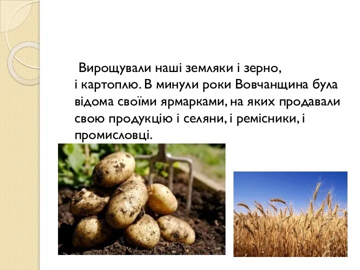 Вирощували наші земляки і зерно, і картоплю. В минули роки Вовчанщина була