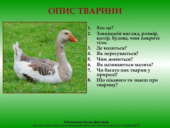 ОПИС ТВАРИНИ Хто це? Зовнішній вигляд, розмір, колір, будова, чим покрите тіло.