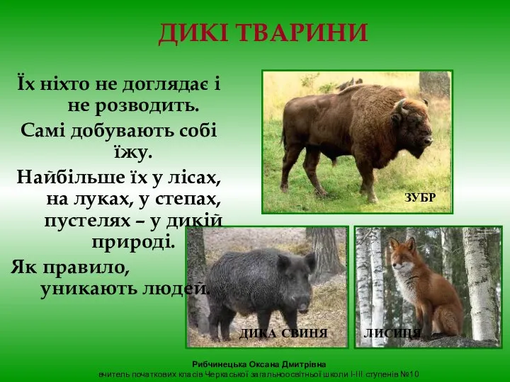 ДИКІ ТВАРИНИ Їх ніхто не доглядає і не розводить. Самі добувають собі