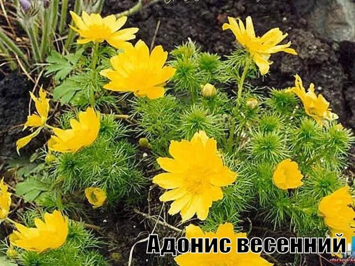 Адонис весенний