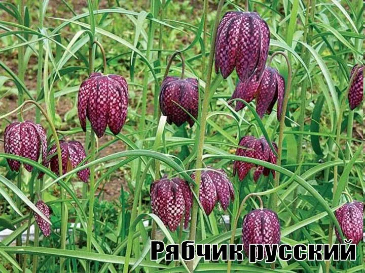 Рябчик русский