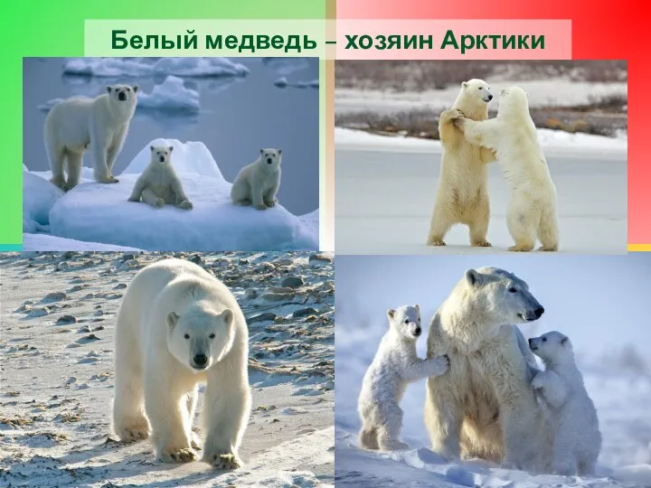 Белый медведь – хозяин Арктики