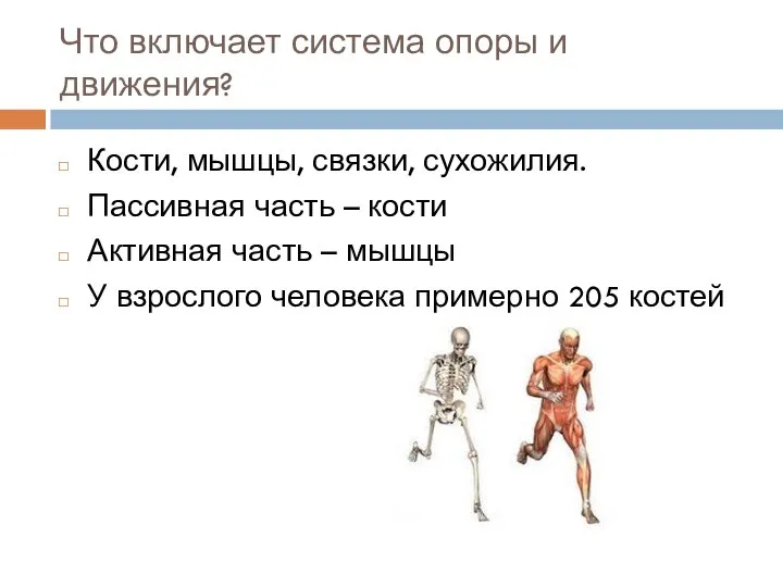 Что включает система опоры и движения? Кости, мышцы, связки, сухожилия. Пассивная часть