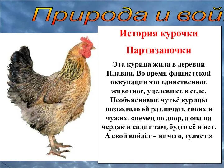 Природа и война История курочки Партизаночки Эта курица жила в деревни Плавни.