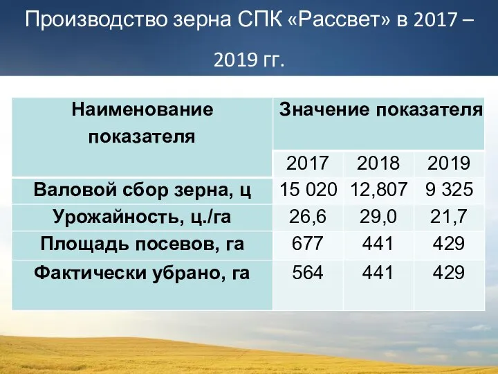 Производство зерна СПК «Рассвет» в 2017 – 2019 гг.