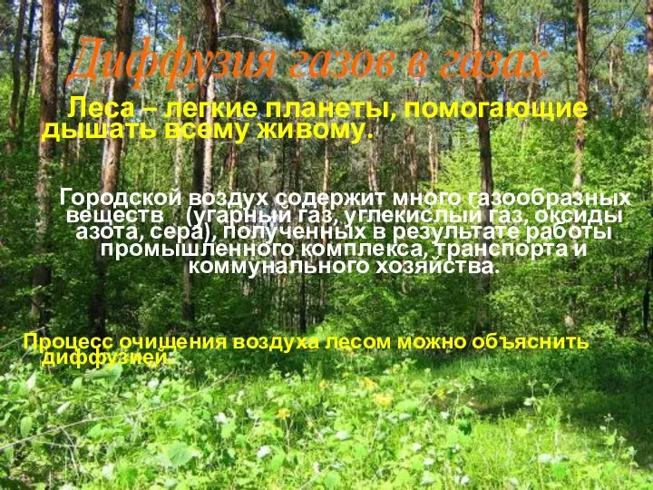 Леса – легкие планеты, помогающие дышать всему живому. Городской воздух содержит много