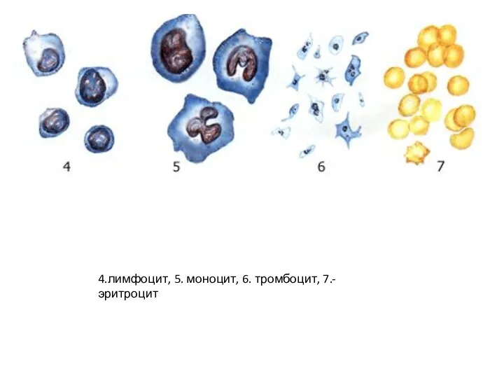 4.лимфоцит, 5. моноцит, 6. тромбоцит, 7.- эритроцит