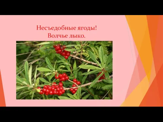 Несъедобные ягоды! Волчье лыко.