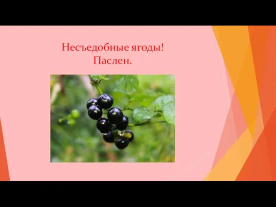 Несъедобные ягоды! Паслен.