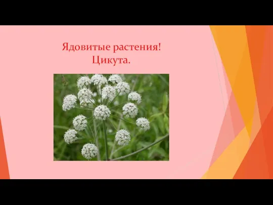 Ядовитые растения! Цикута.