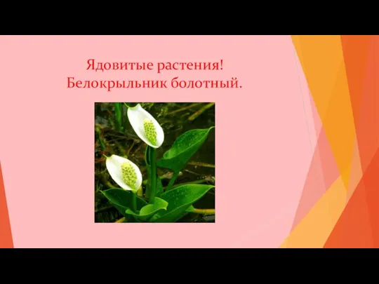 Ядовитые растения! Белокрыльник болотный.