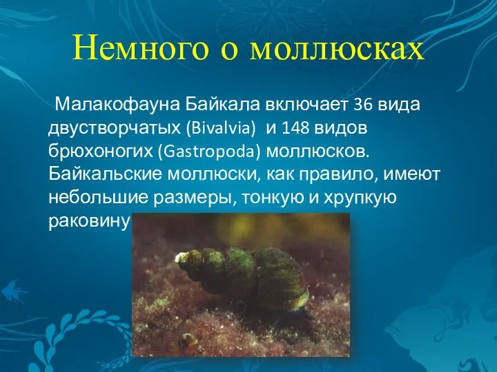 Немного о моллюсках Малакофауна Байкала включает 36 вида двустворчатых (Bivalvia) и 148