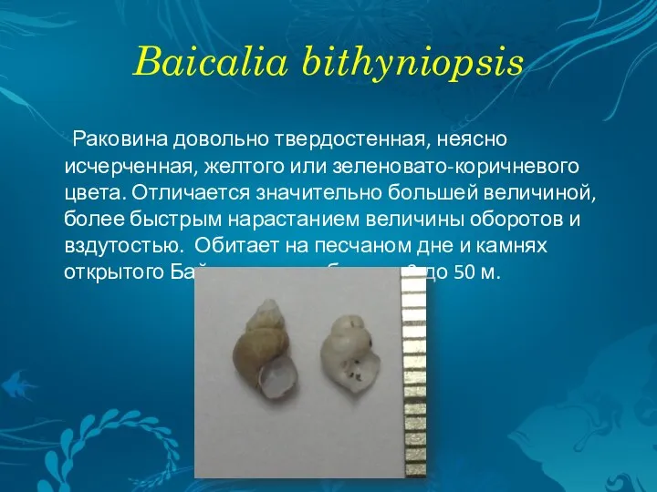 Baicalia bithyniopsis Раковина довольно твердостенная, неясно исчерченная, желтого или зеленовато-коричневого цвета. Отличается