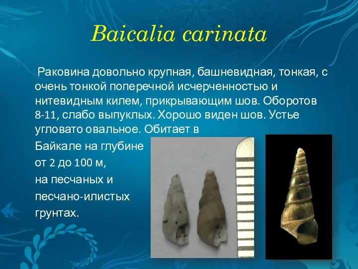 Baicalia carinata Раковина довольно крупная, башневидная, тонкая, с очень тонкой поперечной исчерченностью