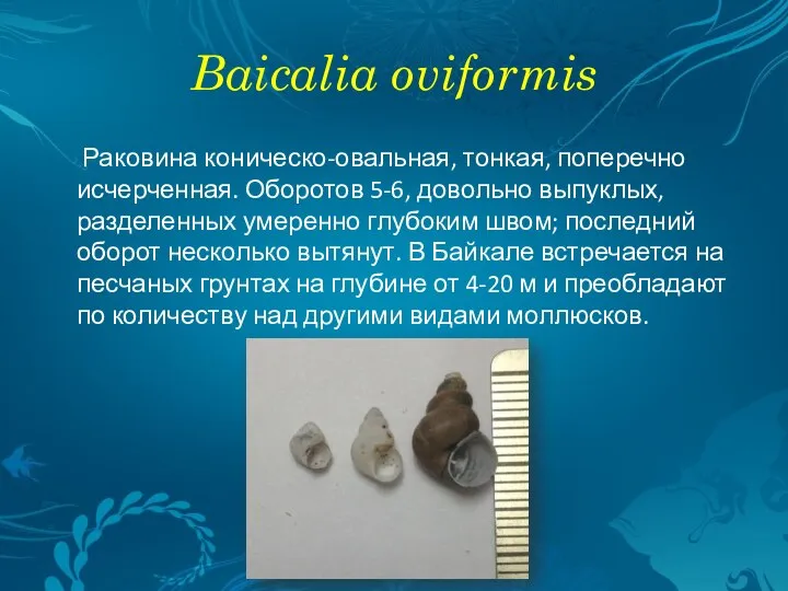 Baicalia oviformis Раковина коническо-овальная, тонкая, поперечно исчерченная. Оборотов 5-6, довольно выпуклых, разделенных