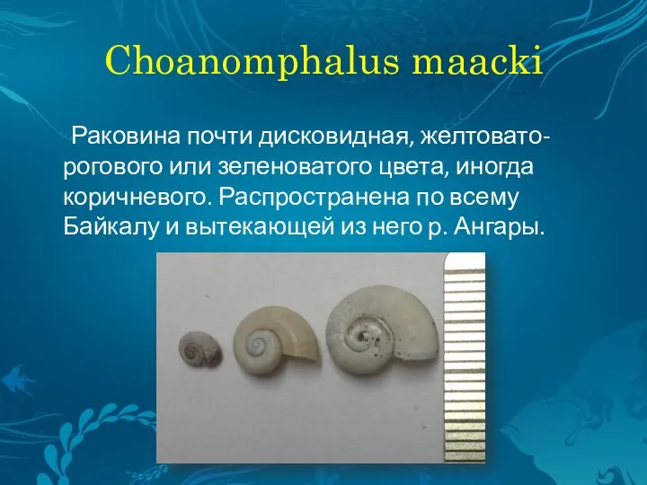 Choanomphalus maacki Раковина почти дисковидная, желтовато-рогового или зеленоватого цвета, иногда коричневого. Распространена