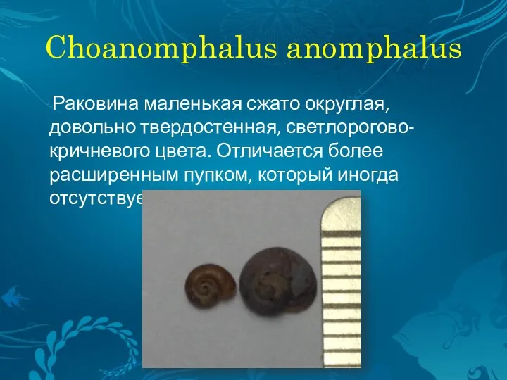 Choanomphalus anomphalus Раковина маленькая сжато округлая, довольно твердостенная, светлорогово-кричневого цвета. Отличается более