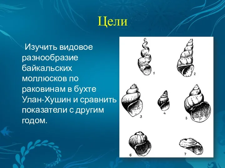 Цели Изучить видовое разнообразие байкальских моллюсков по раковинам в бухте Улан-Хушин и