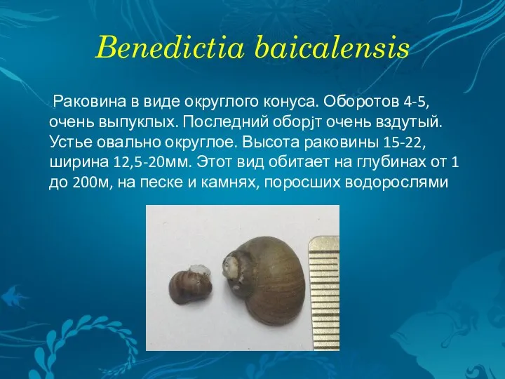 Benedictia baicalensis Раковина в виде округлого конуса. Оборотов 4-5, очень выпуклых. Последний