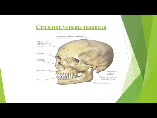 Строение черепа человека