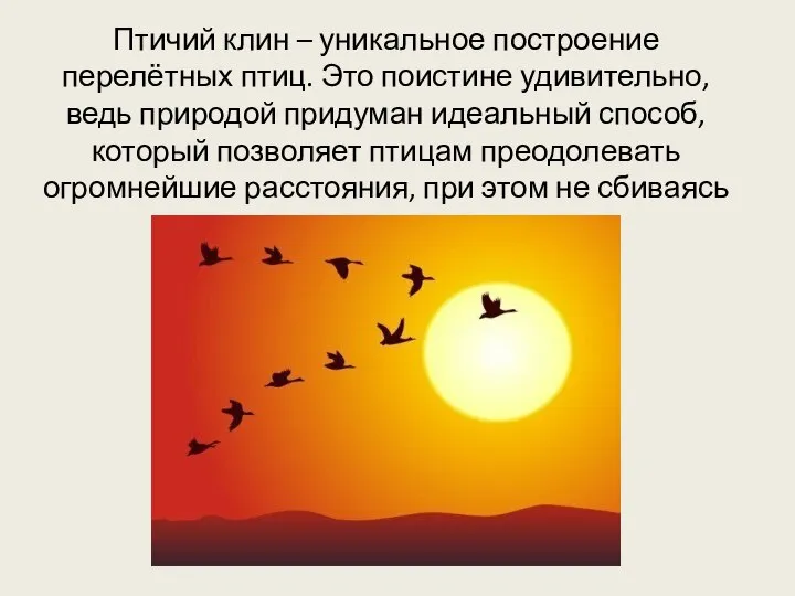 Птичий клин – уникальное построение перелётных птиц. Это поистине удивительно, ведь природой