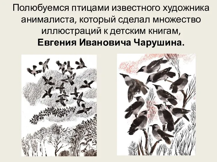 Полюбуемся птицами известного художника анималиста, который сделал множество иллюстраций к детским книгам, Евгения Ивановича Чарушина.