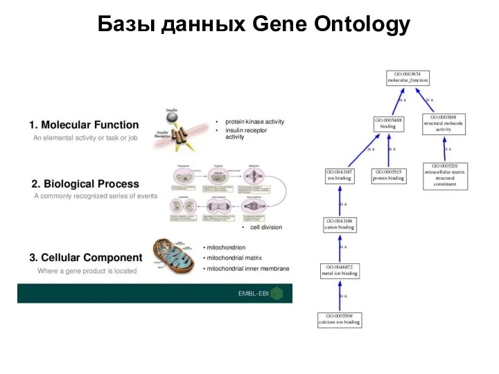 Базы данных Gene Ontology
