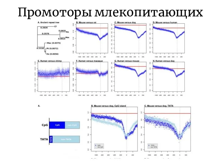 Промоторы млекопитающих