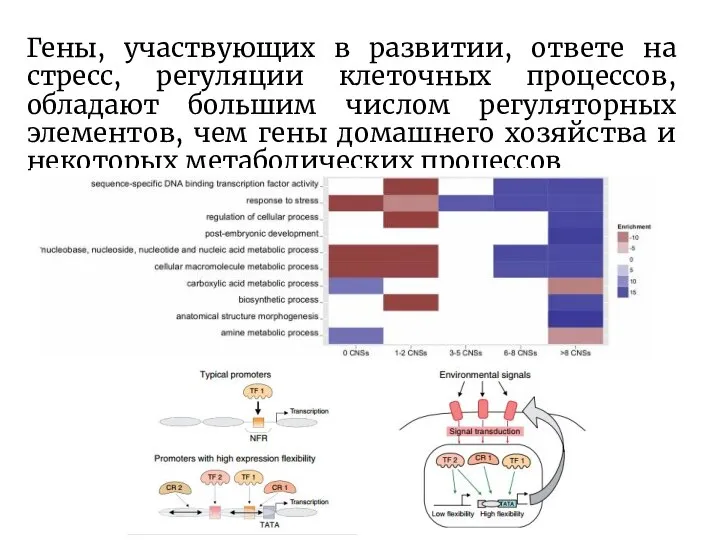 Гены, участвующих в развитии, ответе на стресс, регуляции клеточных процессов, обладают большим