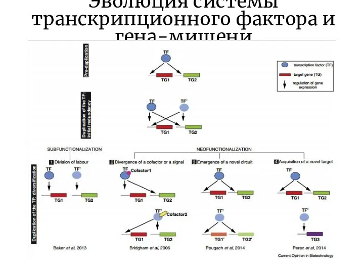 Эволюция системы транскрипционного фактора и гена-мишени