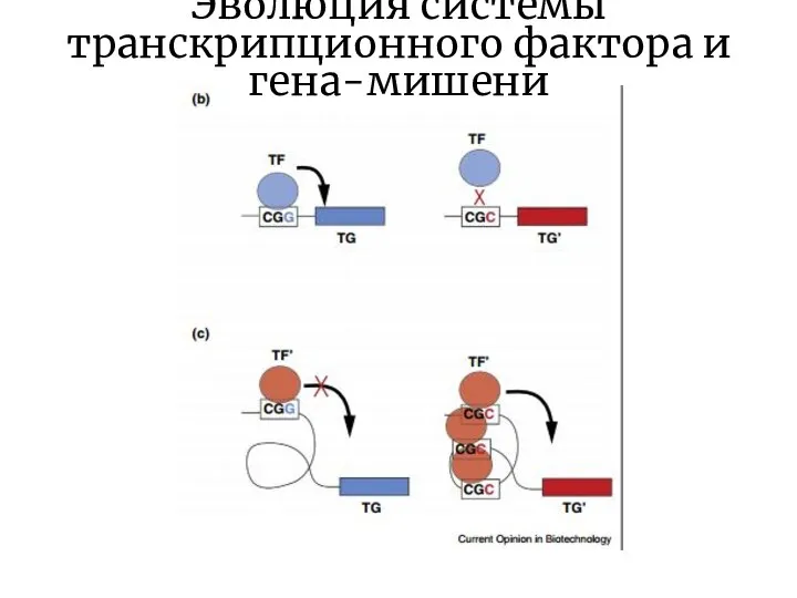 Эволюция системы транскрипционного фактора и гена-мишени
