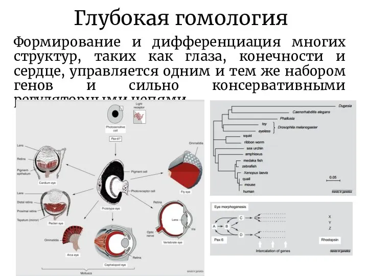 Глубокая гомология Формирование и дифференциация многих структур, таких как глаза, конечности и