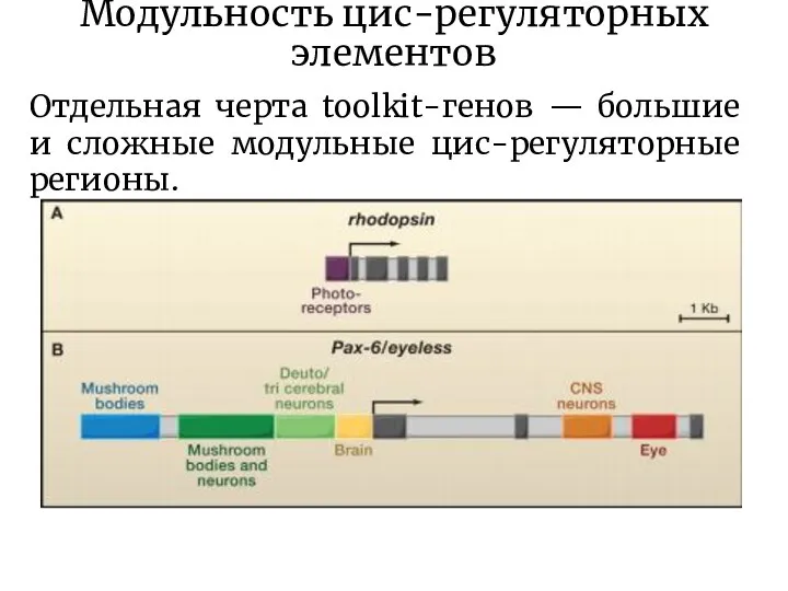 Модульность цис-регуляторных элементов Отдельная черта toolkit-генов — большие и сложные модульные цис-регуляторные регионы.