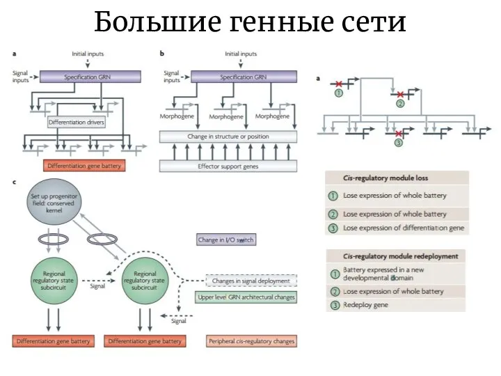 Большие генные сети