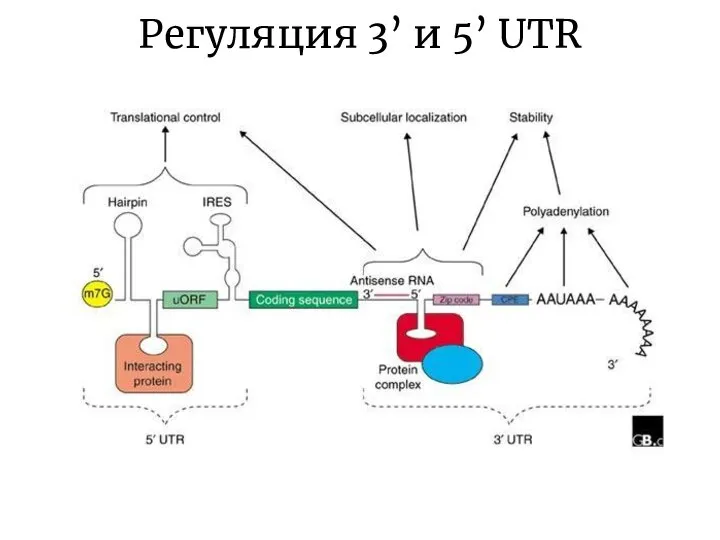 Регуляция 3’ и 5’ UTR