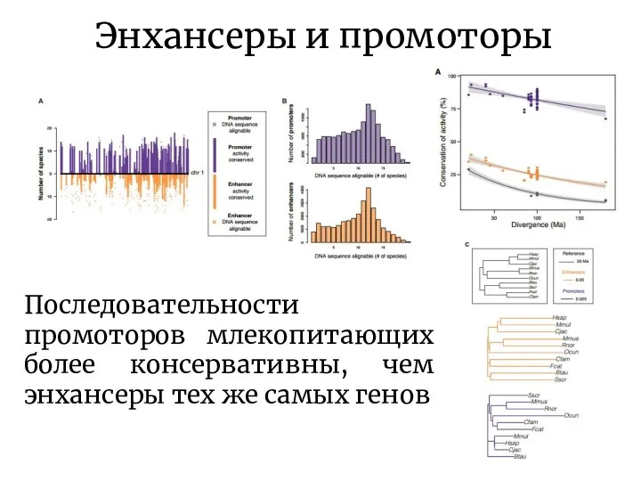 Энхансеры и промоторы Последовательности промоторов млекопитающих более консервативны, чем энхансеры тех же самых генов