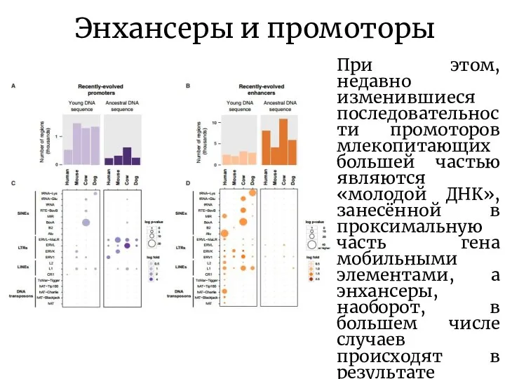 Энхансеры и промоторы При этом, недавно изменившиеся последовательности промоторов млекопитающих большей частью