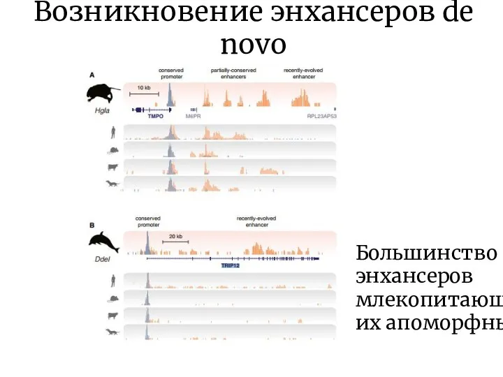 Возникновение энхансеров de novo Большинство энхансеров млекопитающих апоморфны