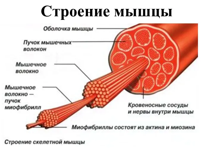 Строение мышцы