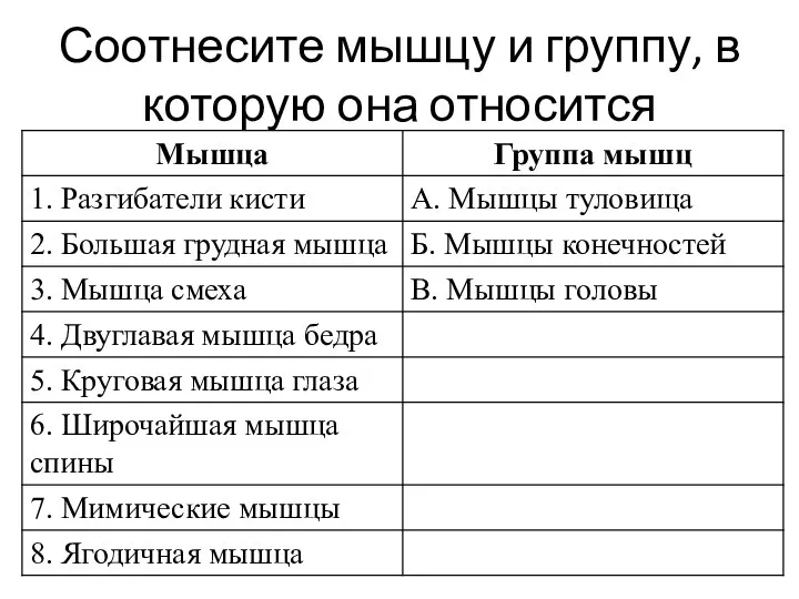 Соотнесите мышцу и группу, в которую она относится