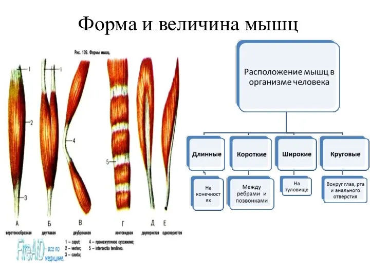 Форма и величина мышц