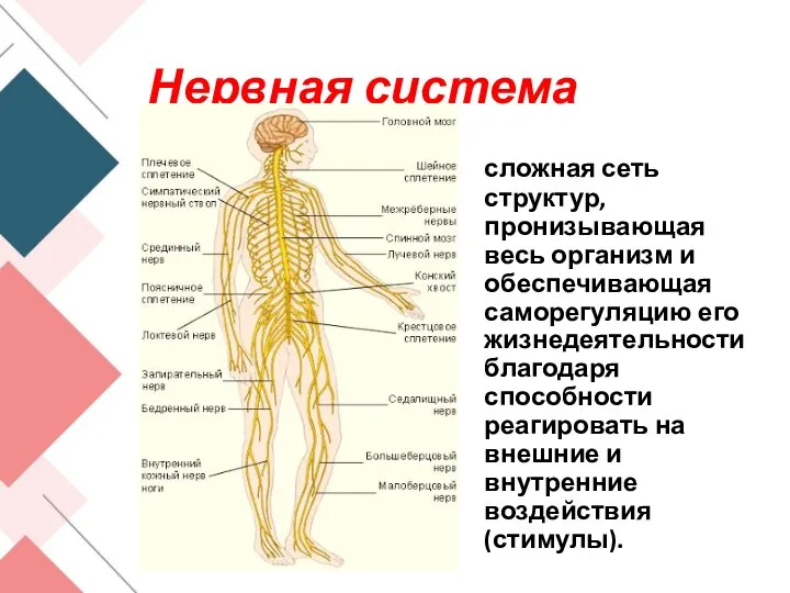 Нервная система сложная сеть структур, пронизывающая весь организм и обеспечивающая саморегуляцию его