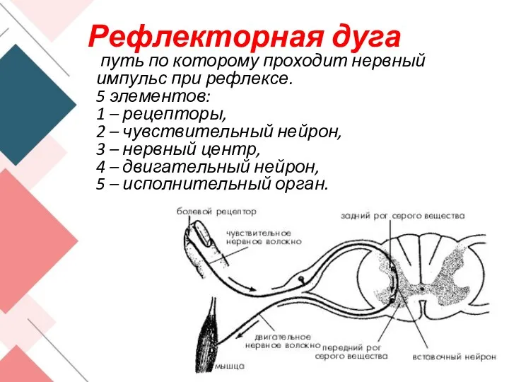 Рефлекторная дуга путь по которому проходит нервный импульс при рефлексе. 5 элементов: