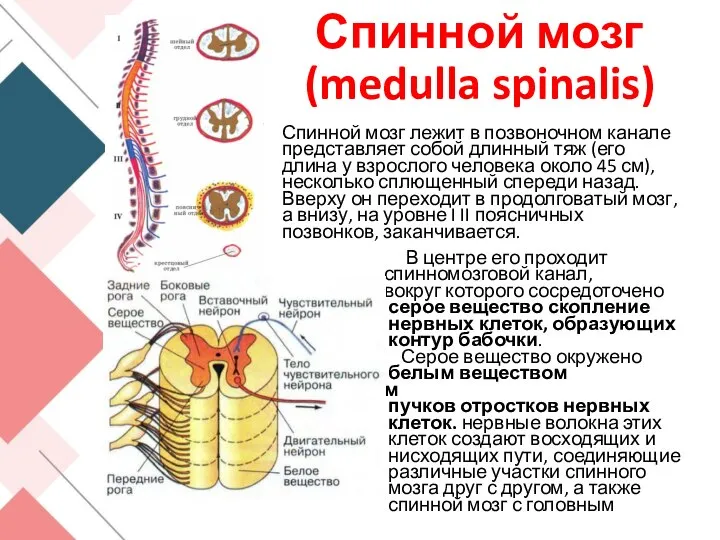 Спинной мозг (medulla spinalis) Спинной мозг лежит в позвоночном канале представляет собой