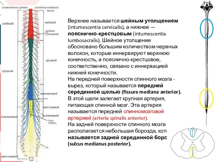 Верхнее называется шейным утолщением (intumescentia cervicalis), а нижнее — пояснично-крестцовым (intumescentia lumbosacralis).