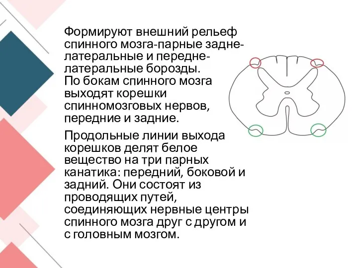 Формируют внешний рельеф спинного мозга-парные задне-латеральные и передне-латеральные борозды. По бокам спинного