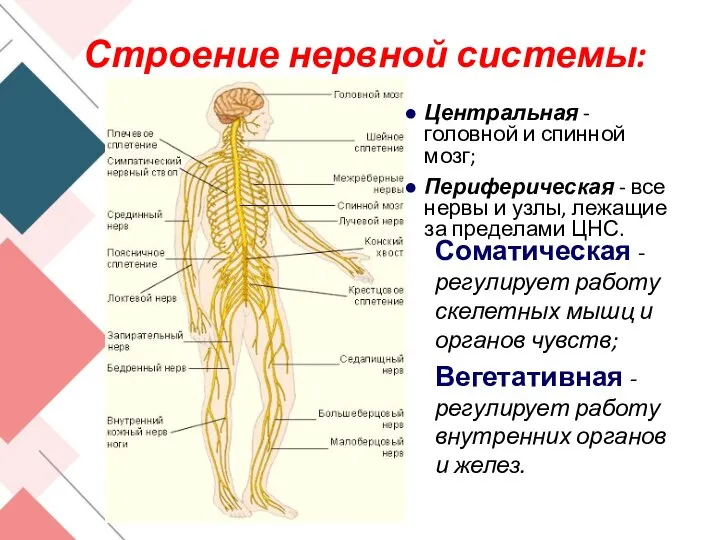 Строение нервной системы: Центральная - головной и спинной мозг; Периферическая - все