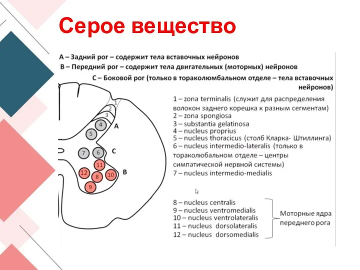 Серое вещество