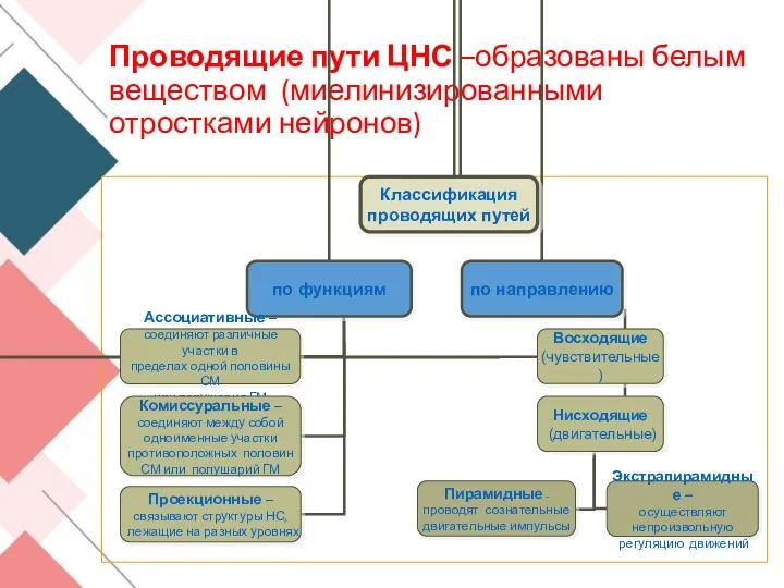 Проводящие пути ЦНС –образованы белым веществом (миелинизированными отростками нейронов)